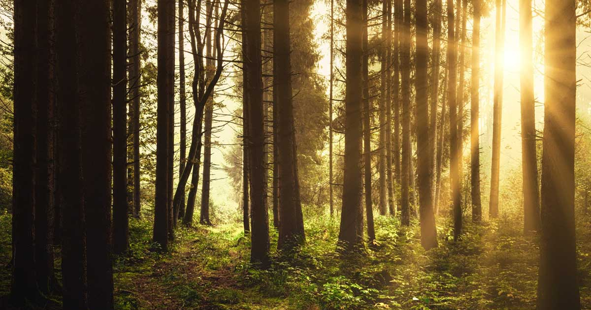 Potopljena drevna šuma ispod Sjevernog mora krije nevjerovatne tajne prošlosti