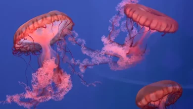 Meduze otporne na rak: otkriće naučnika s Kalteha