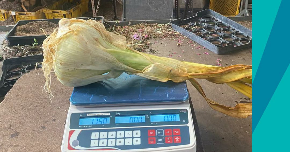 Uzgajen slonovski bijeli luk od 1,75 kilograma oborio rekord