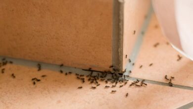 Građane muči najezda crvenih mrava: Insekti opsjedaju stanove u više banjalučkih naselja