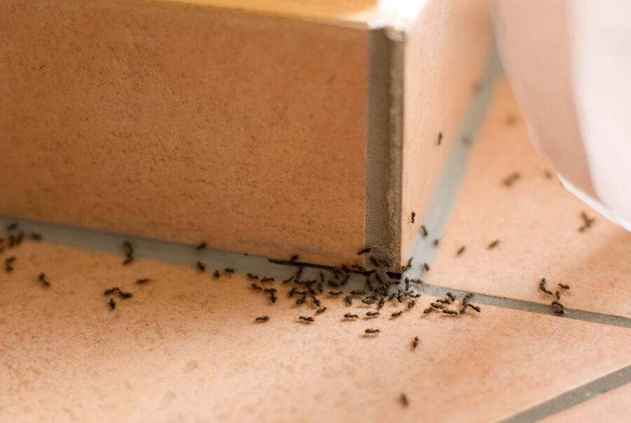 Građane muči najezda crvenih mrava: Insekti opsjedaju stanove u više banjalučkih naselja
