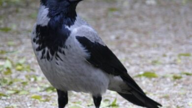 Istraživanje u Njemačkoj potvrdilo da postoji svijest kod vrana