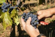 Grožđe ranije sazrelo na jugu Srpske: počela berba grožđa, rod veći do 20 odsto