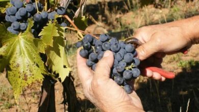 Grožđe ranije sazrelo na jugu Srpske: počela berba grožđa, rod veći do 20 odsto