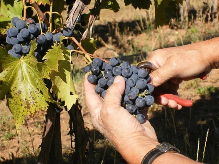 Grožđe ranije sazrelo na jugu Srpske: počela berba grožđa, rod veći do 20 odsto