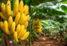 Zanimljive činjenice o bananama koje vrijedi znati
