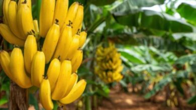 Zanimljive činjenice o bananama koje vrijedi znati