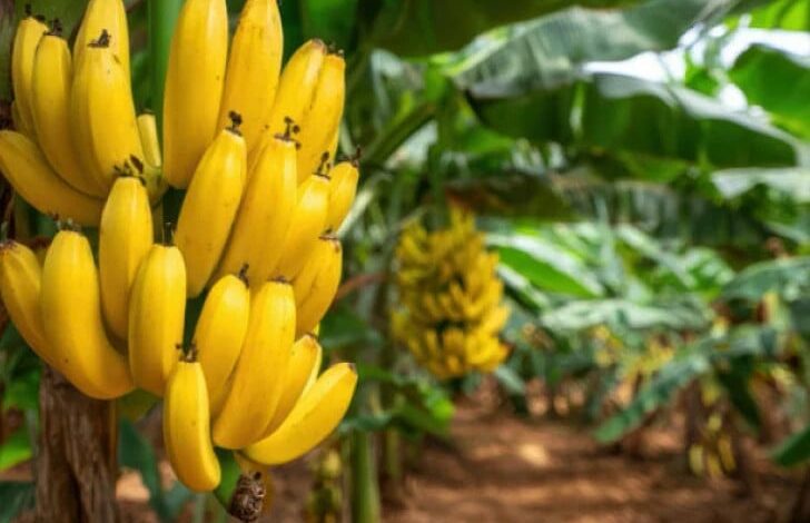 Zanimljive činjenice o bananama koje vrijedi znati