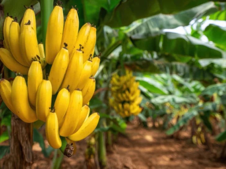 Zanimljive činjenice o bananama koje vrijedi znati