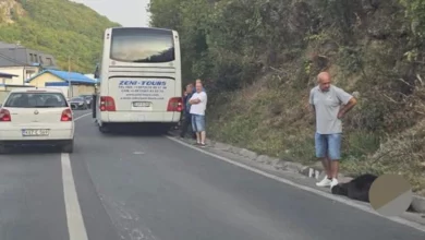 Medvjed istrčao pred autobus kod Travnika, saobraćaj na magistrali otežan