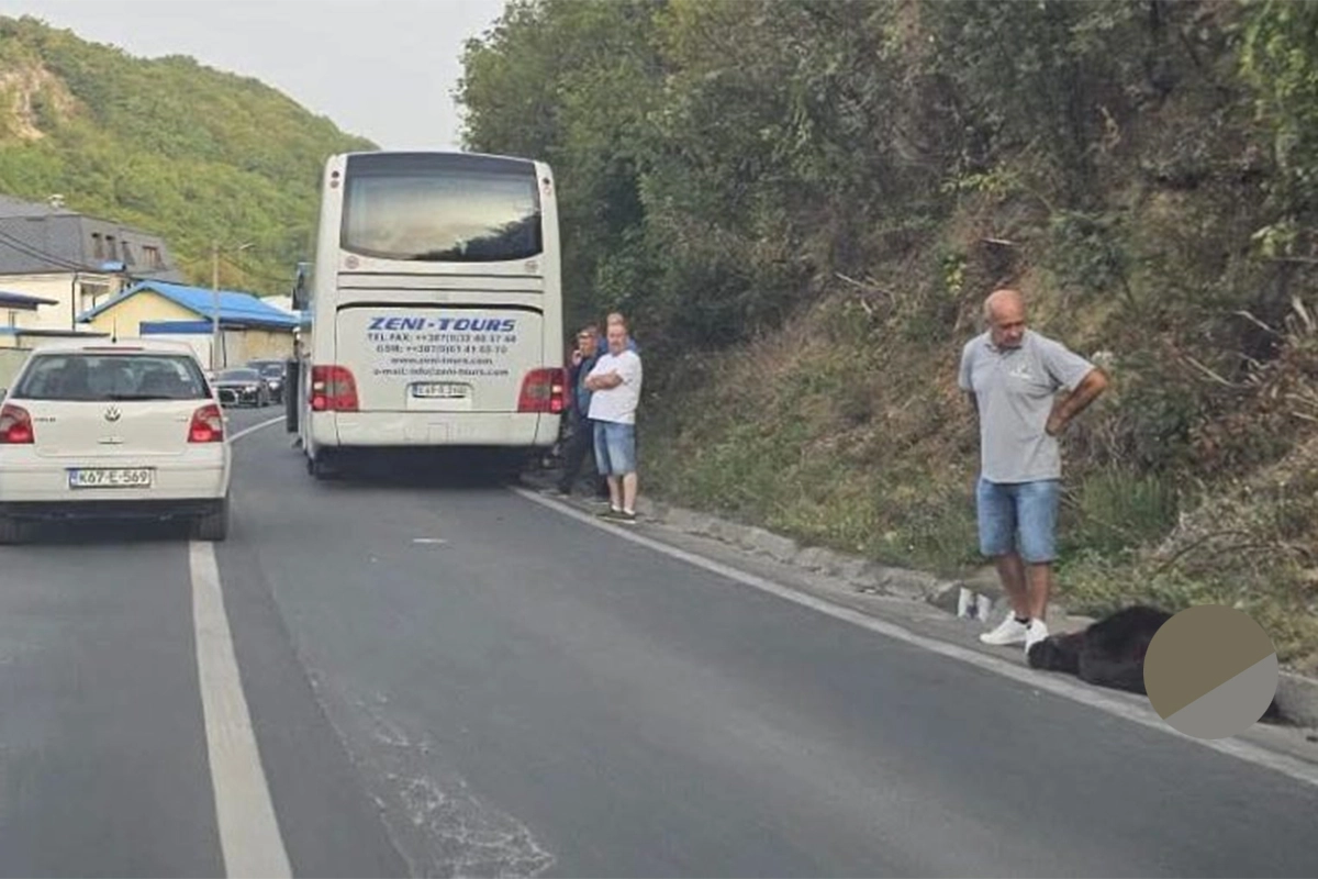 Medvjed istrčao pred autobus kod Travnika, saobraćaj na magistrali otežan