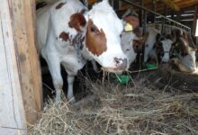 Otkupne cijene mlijeka u BiH drastično pale: Farmeri traže zaštitu države