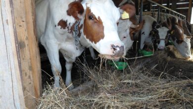Otkupne cijene mlijeka u BiH drastično pale: Farmeri traže zaštitu države