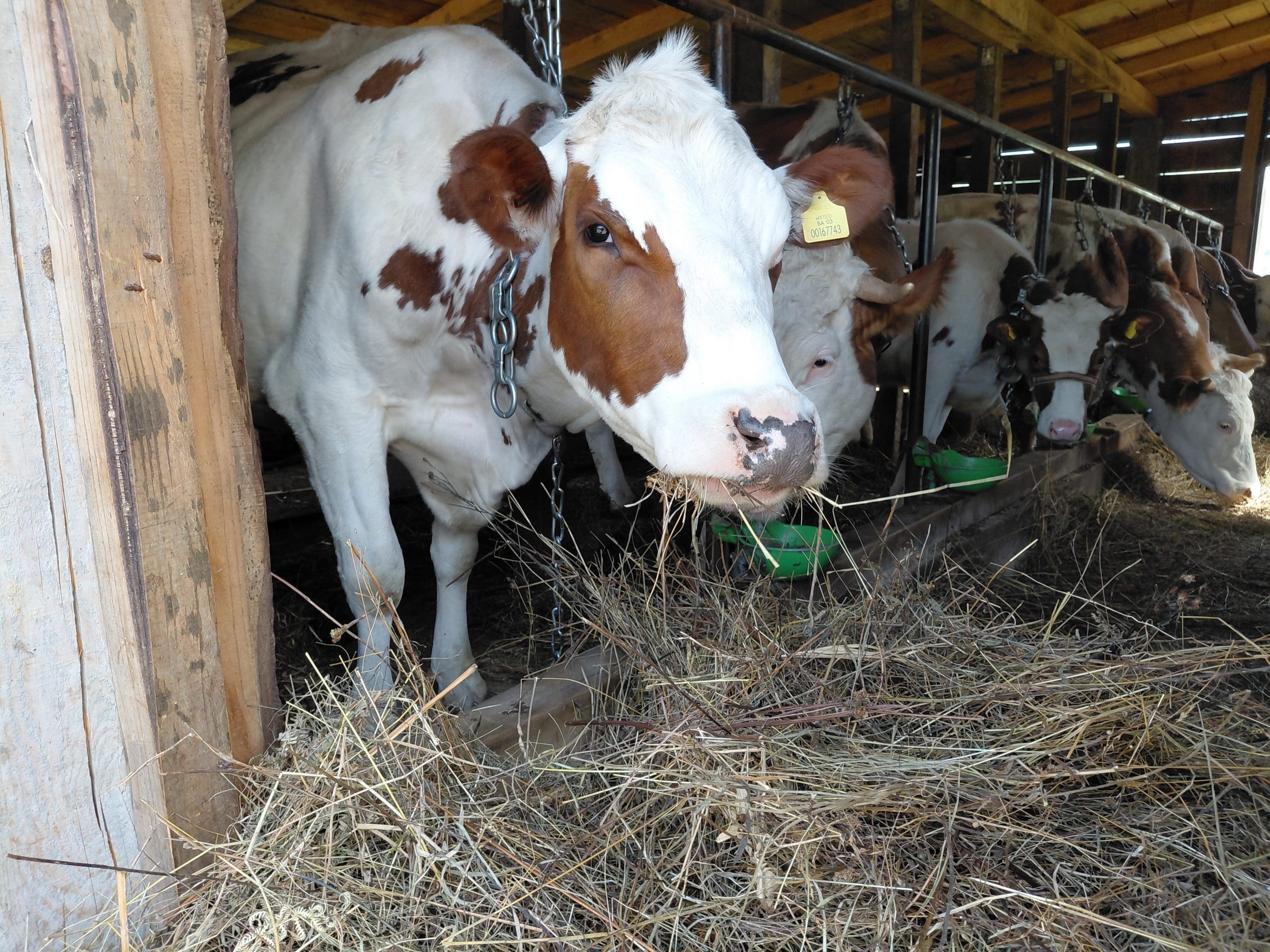 Otkupne cijene mlijeka u BiH drastično pale: Farmeri traže zaštitu države