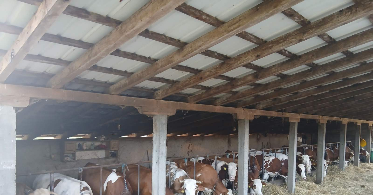 Otkupna cijena mlijeka primorala farmere kod Dervente na odlazak