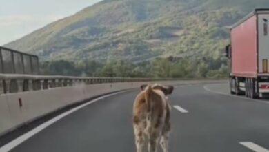 Krava na auto-putu kod Kaknja napravila pometnju u saobraćaju