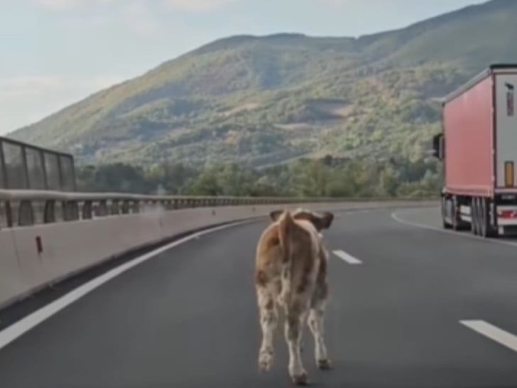 Krava na auto-putu kod Kaknja napravila pometnju u saobraćaju