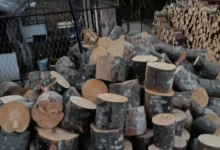 Bagrem kao odlično rješenje: Zašto je ovo drvo za ogrijev nepravedno zapostavljeno
