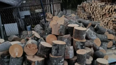 Bagrem kao odlično rješenje: Zašto je ovo drvo za ogrijev nepravedno zapostavljeno