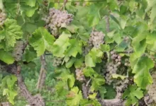 Odličan kvalitet i bogat rod u vinogradima na jugu Srpske