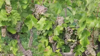 Odličan kvalitet i bogat rod u vinogradima na jugu Srpske