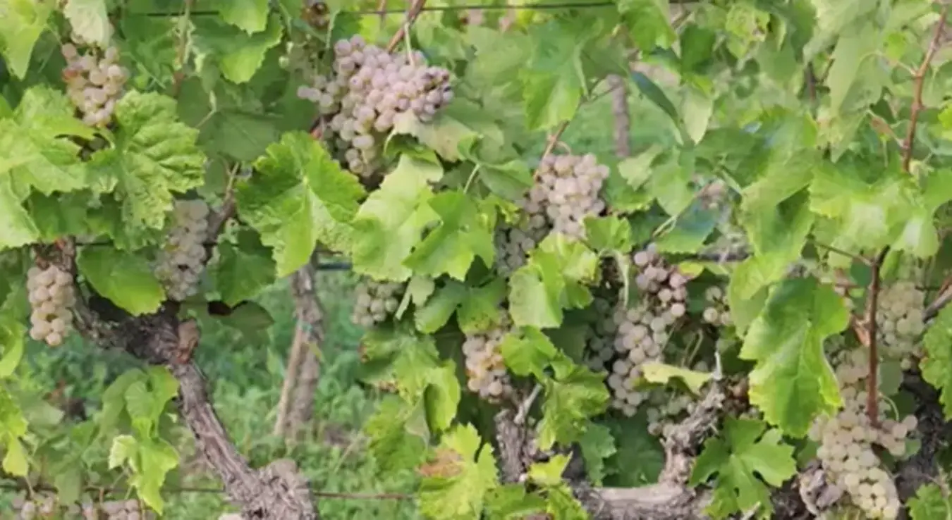 Odličan kvalitet i bogat rod u vinogradima na jugu Srpske