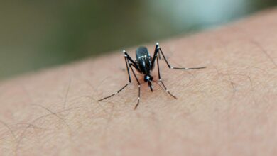 Malarija u Frankfurtu odnijela tri života: Građani pozvani na oprez