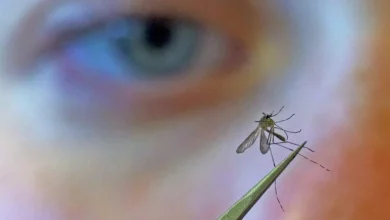 Evropom se širi virus zapadnog Nila: Registrovano više od 1.000 slučajeva