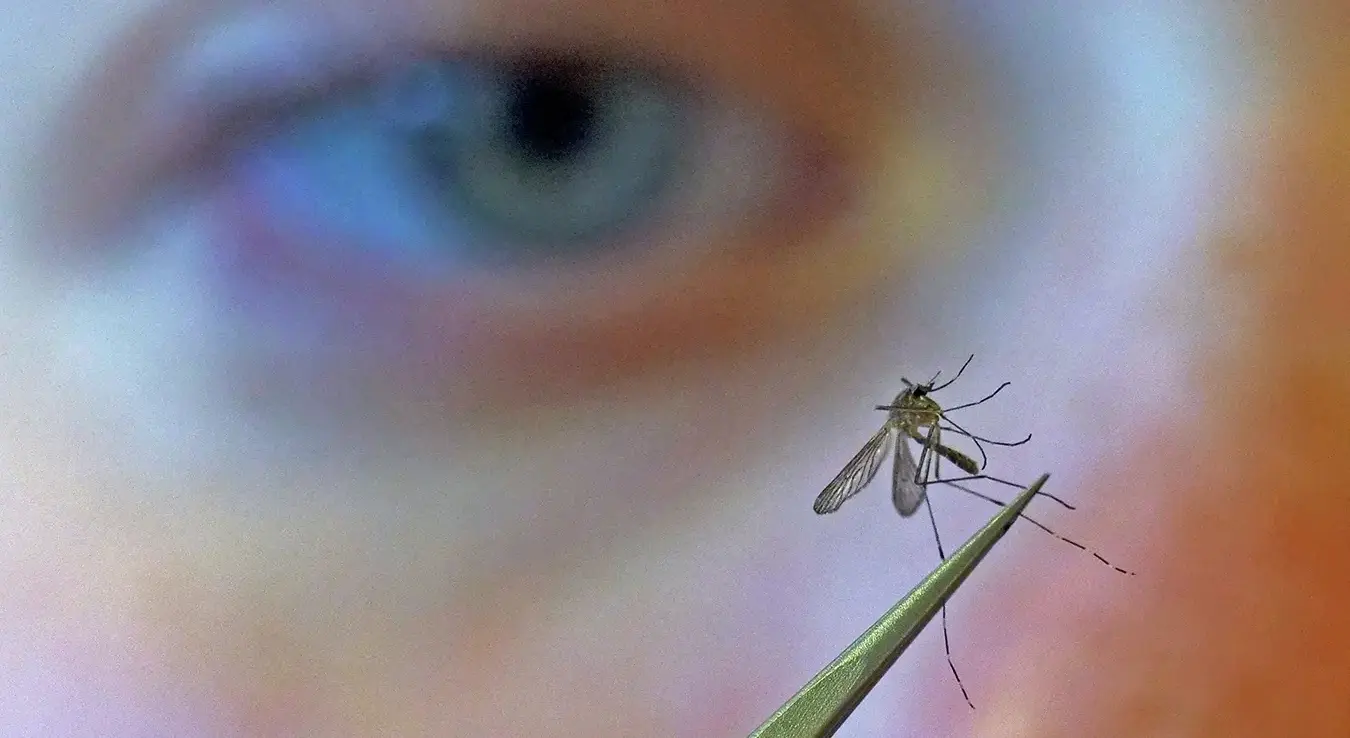 Evropom se širi virus zapadnog Nila: Registrovano više od 1.000 slučajeva