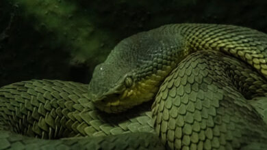 Pronađena nova vrsta džinovske anakonde u Amazoniji