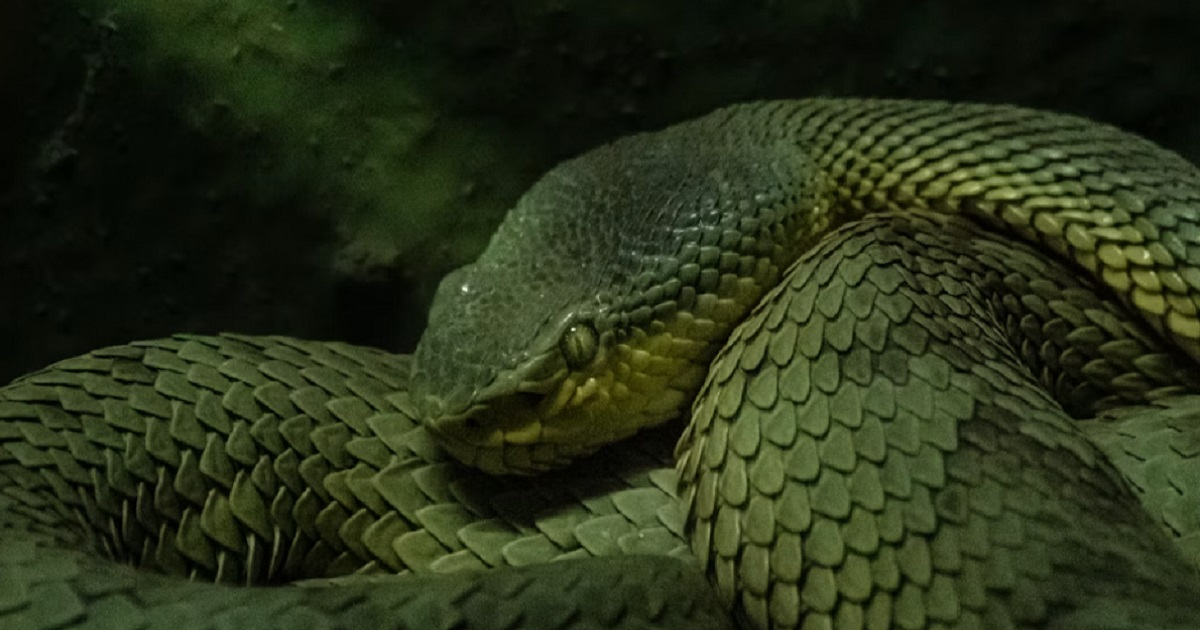 Pronađena nova vrsta džinovske anakonde u Amazoniji