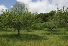 Pravilna priprema voćnjaka za zimu donosi bolji rod