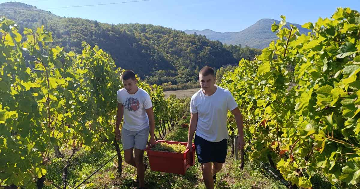 Podrumi Vukoje: Završena berba grožđa u Trebinju uz vrhunski kvalitet roda