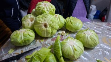 Mozaik prijateljstva kiseli 700 kilograma kupusa za praznične obroke