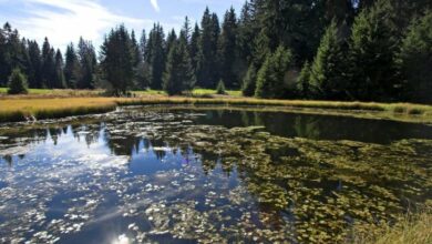 Dajićko jezero i tajne Golije: Predanja o svatovima i risu
