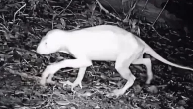 Misteriozno biće na granici SAD i Meksika izazvalo pometnju