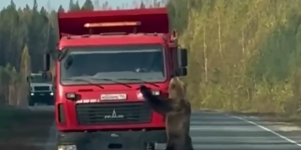 Razigrani medvjed blokirao saobraćaj u Sibiru: Izašao pred kamion i pretvorio put u igralište
