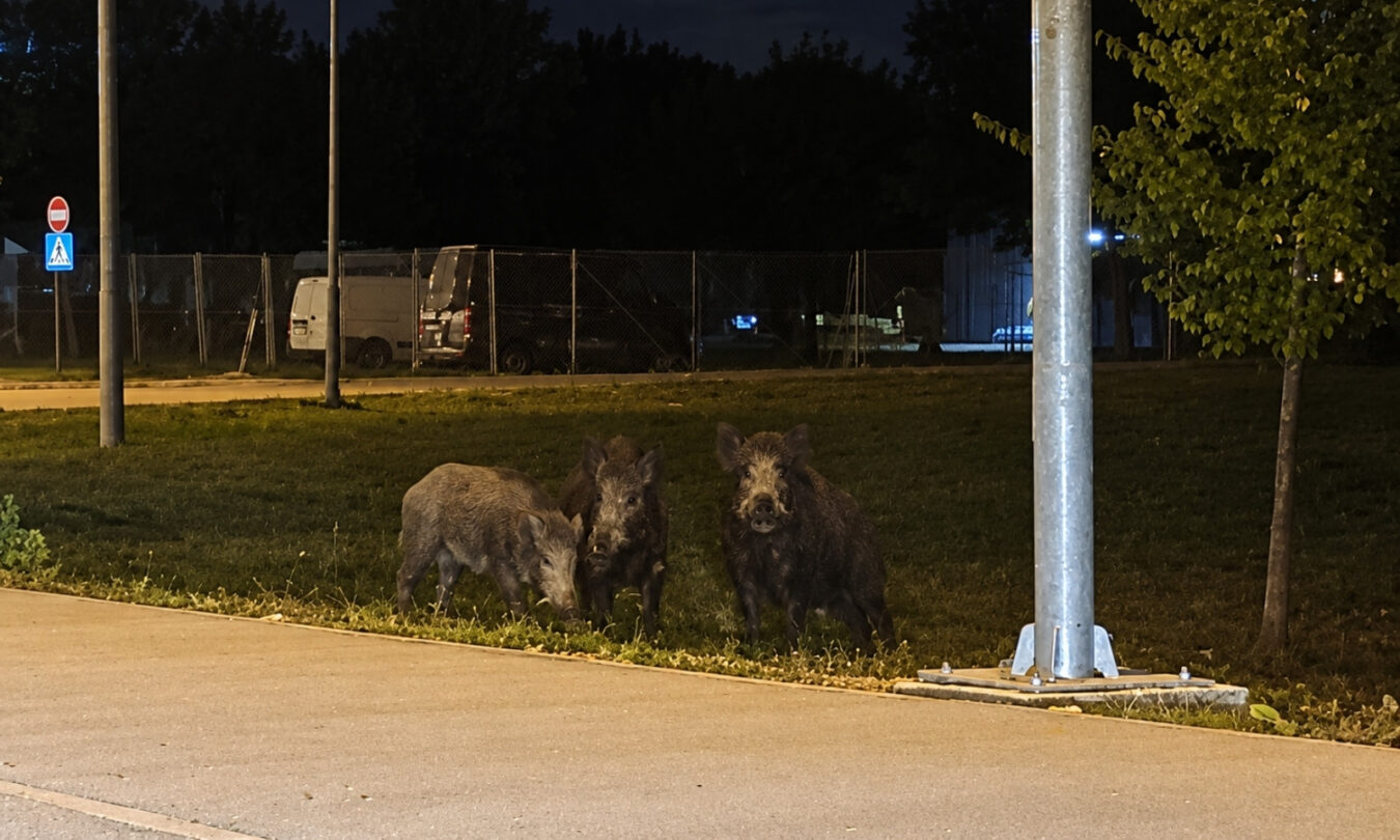 Krdo divljih svinja snimljeno u Dervišima kod Banjaluke