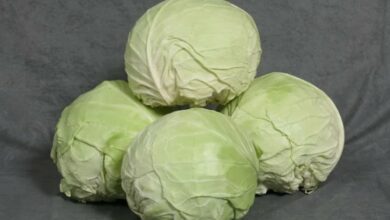 Brzo kiseljenje kupusa za samo dva dana bez bureta