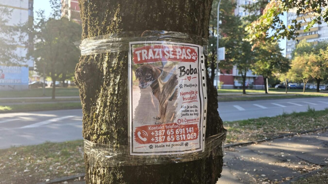 U toku potraga za psom u Boriku: Vlasnici nude novčanu nagradu