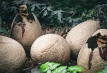 Parenje dinosaurusa i dalje misterija: Nova fosilna otkrića rasvjetljavaju drevne rituale