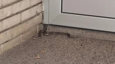 Nezvani gost među stanarima: poskok u centru Banjaluke zatečen ispred zgrade