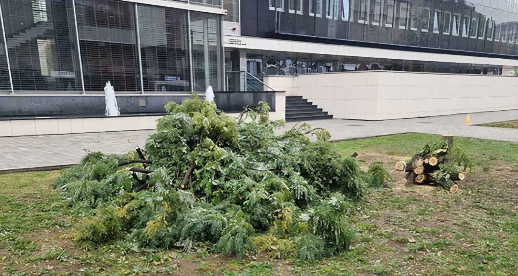 Rekonstrukcija drvoreda u Vidovdanskoj ulici: Posječeni kuglasti bagremi, nadležni najavljuju sadnju likvidambara