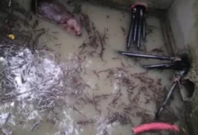 Dabar pregrizao kablove ispod auto-puta: Više od 1.600 potrošača ostalo u mraku