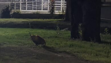 Lisica u centru Banjaluke privukla pažnju, Minić najavio akciju lovaca