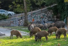Karambol na putu: saobraćajna nesreća u Njemačkoj nakon naleta na divlje svinje