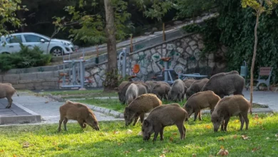 Karambol na putu: saobraćajna nesreća u Njemačkoj nakon naleta na divlje svinje