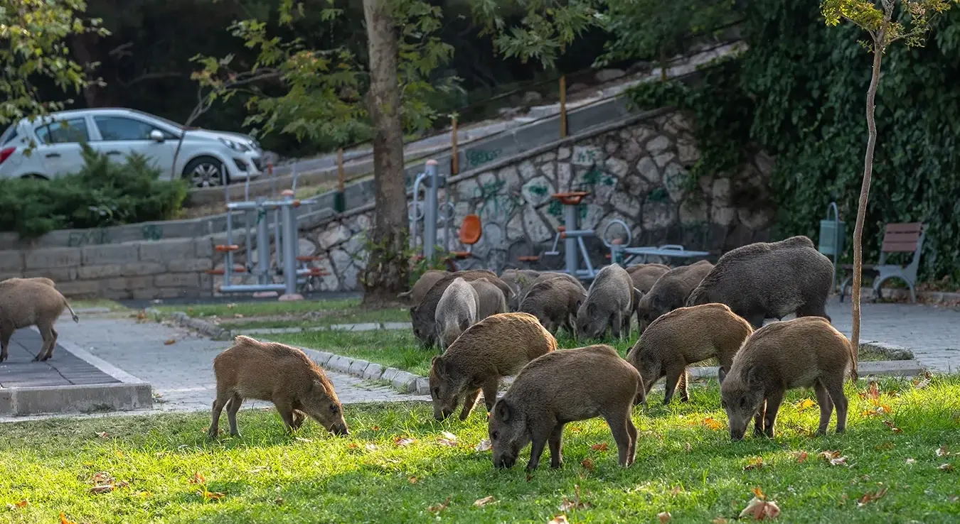 Karambol na putu: saobraćajna nesreća u Njemačkoj nakon naleta na divlje svinje