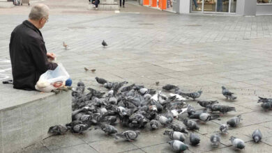 Lijep prizor u centru: Banjalučanin svakodnevno hrani golubove na Trgu Krajine
