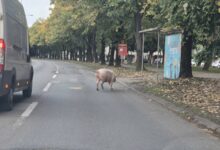 Nesvakidašnja scena na Starčevici: Domaća životinja iznenadila vozače na ulici